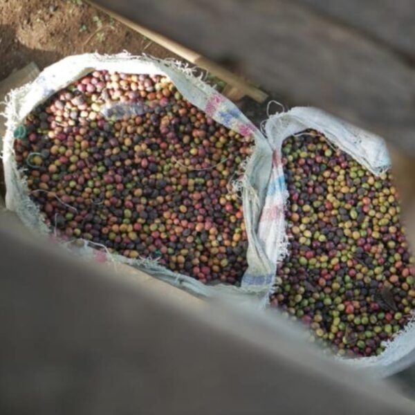 WhatsApp Image 2026-04-11 at 7.40.30 PM Green Bean Arabica Intanjata Papua - Grade 1 Natural