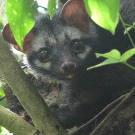 WhatsApp Image 2026-04-11 at 7.46.24 PM Green Bean Arabica Wild Luwak - Gayo Bener Meriah