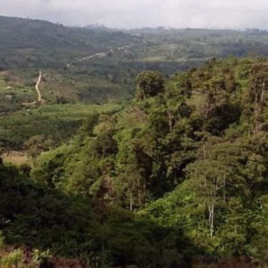 WhatsApp Image 2026-04-11 at 7.51.36 PM (1) Green Bean Arabica Gayo Wine - Grade 1